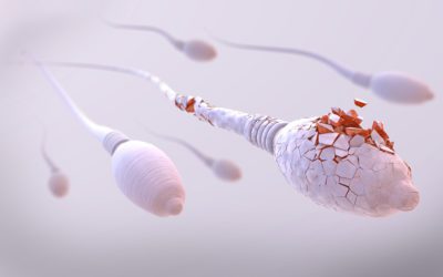 Spermienqualität