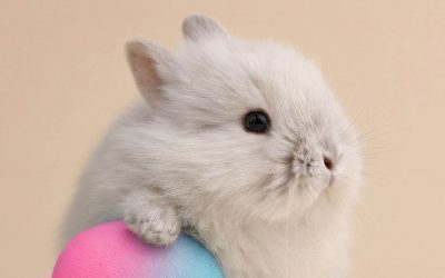 Frohe Ostern!